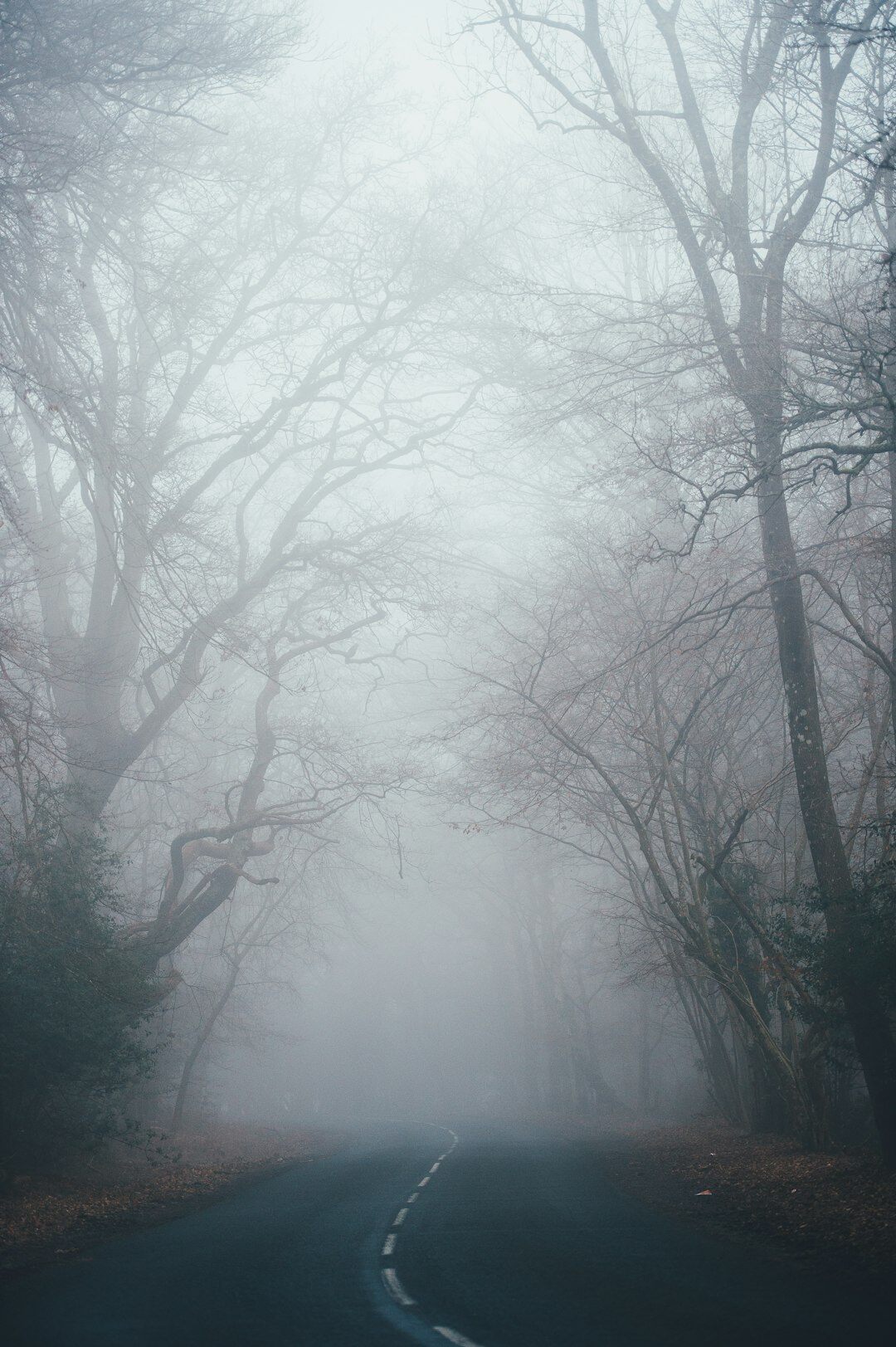 foggy forest path