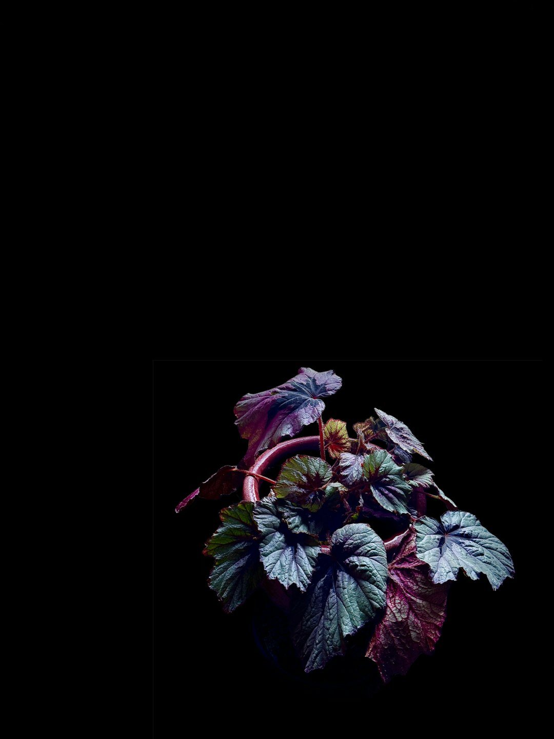dark secret book cover